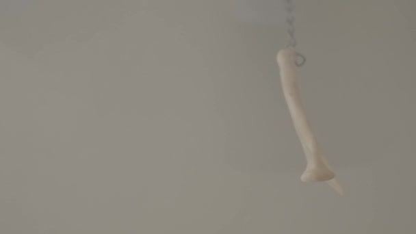 Une Mâchoire Animal Transformée Cordon Traction Pour Ventilateur Plafond Bascule — Video