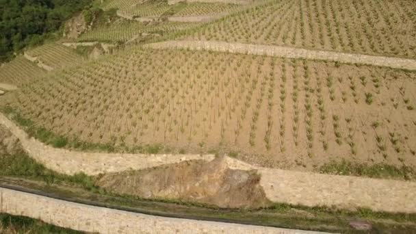 Neu Errichteter Terrassenförmiger Weinberg Aus Der Luft Gesehen Luftdrohne — Stockvideo