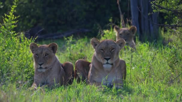 Trois Lionnes Reposant Dans Champ Prairie Regardant Caméra Dans Khwai — Video
