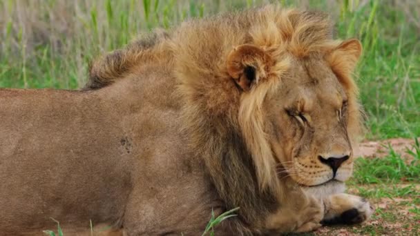 博茨瓦纳中卡拉哈里国家公园 一只熟睡的成年雄狮在风天和阳光明媚的日子躺在草地上的侧视图 闭门造车 — 图库视频影像