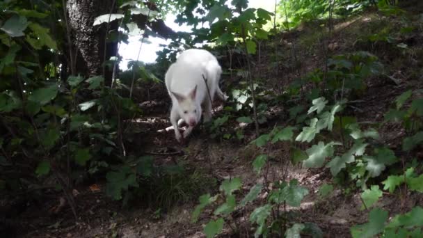 White Kangaroo Jumping Forest — Stock video