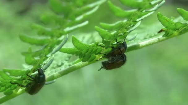 Close Crawling Garden Chafer Beetle Fern Two Other Beetles Mating — Stockvideo