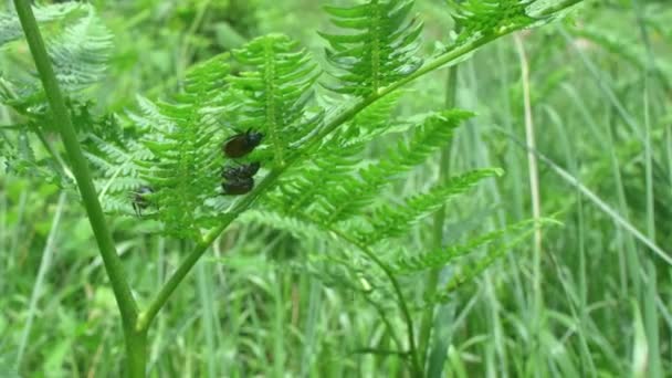Κήπος Chafer Beetles Έχουν Επιλέξει Ένα Φυτό Φτέρη Σημείο Ζευγαρώματος — Αρχείο Βίντεο