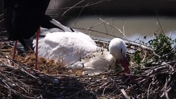 Close Shot Adult Stork Resting Nest Sunny Day Moving — Stock video