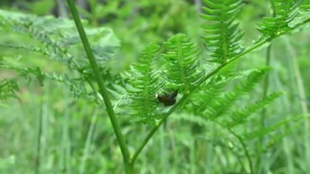 Garden Chafer Beetles Fern Plant Mating Season — Stockvideo
