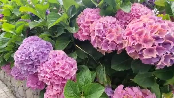 Beautiful Shot Hydrangea Flowers Shot Made Villa Moya Gran Canaria — Stockvideo