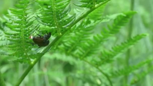 Close Garden Chafer Beetles Trying Mate Fern — Video Stock