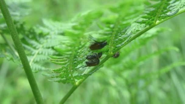 Varen Plant Met Vier Tuin Chafer Kevers Tijdens Het Paren — Stockvideo