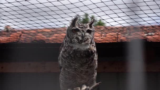 Hibou Regardant Caméra — Video