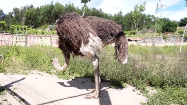 Grote Struisvogel Pedagogische Boerderij — Stockvideo