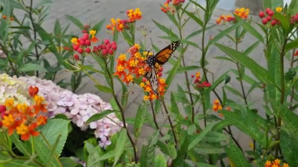 Wspaniałe Ujęcie Fantastycznego Monarchy Motyla Lepidoptera Ditrisio Rodziny Nymphalidae Nadrodzina — Wideo stockowe