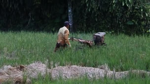 Sukabumi Indonesia May 2022 Farmer Plowing Muddy Field Hand Tractor — Stockvideo