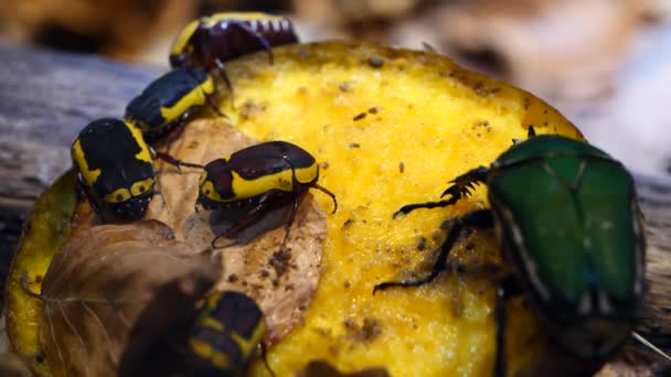 Close Shot African Scarab Beetles Eating Fruit Outdoors Nature — Stockvideo