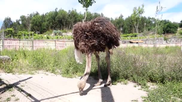 Ostrich Eating Pedagogical Farm — Stock Video