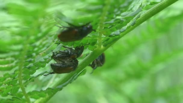 Close Fern Plant Four Garden Chafer Beetles Mating Season — 비디오