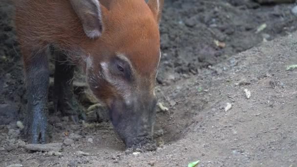 Red River Hog Potamochoerus Porcus Forages Soil Crop Shot — Stock Video