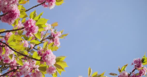 Закріпіть Від Блакитного Неба Блискучі Квітки Сакури Слом — стокове відео