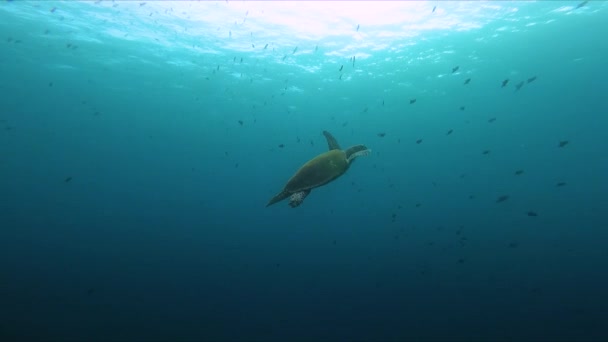 Sea Turtle Swimming School Fishes Underwater Shot Slow — ストック動画