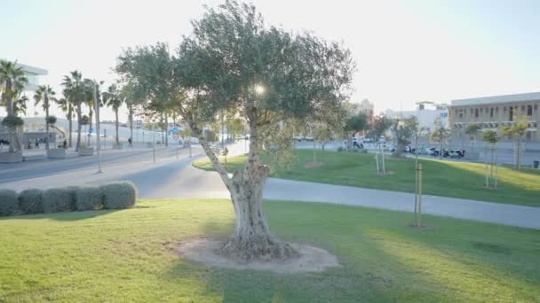 Tree Well Moved Lawn Road Evening Sunlight Valencia Spain — Stockvideo