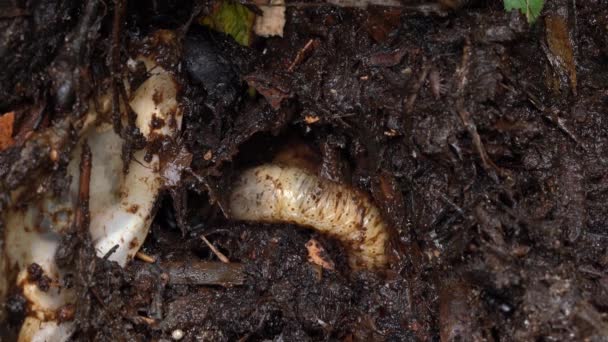 Green Rose Chafer Larvae Feeding Compost Other Living Organism Static — Stok video