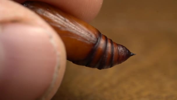 Brown Chrysalis Noctuidae Being Held Person Hand Macro Shot — Stock video