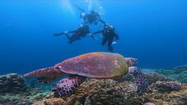 Scuba Divers Looking Sea Turtle Coral Reefs Underwater Slow — Stockvideo