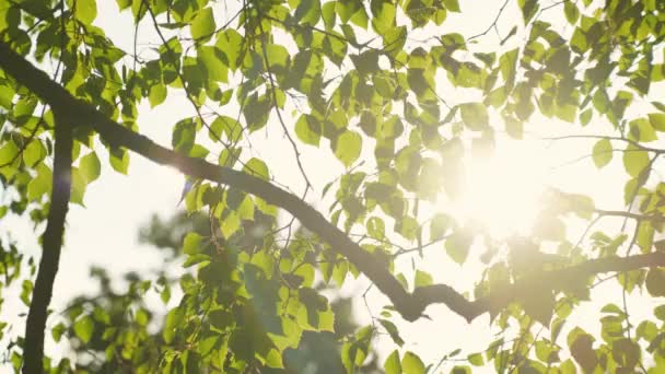 Morning Sun Shining Birch Tree Leaves Green Nature Background — Wideo stockowe