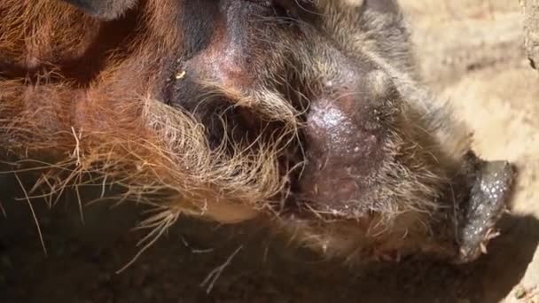Close Shot Red River Hog Snout Looking Food — Stockvideo