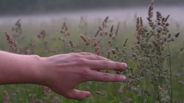 Early Morning Mist Field Hand Touches Grass Stalks Slow Motion — Stock video