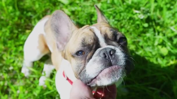 Cute Family Pet French Bulldog Enjoying Neck Scratches Outdoors Grass — Video