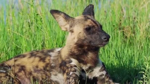 Perro Salvaje Africano Con Ojos Soñolientos Acostado Hierba Reserva Natural — Vídeos de Stock