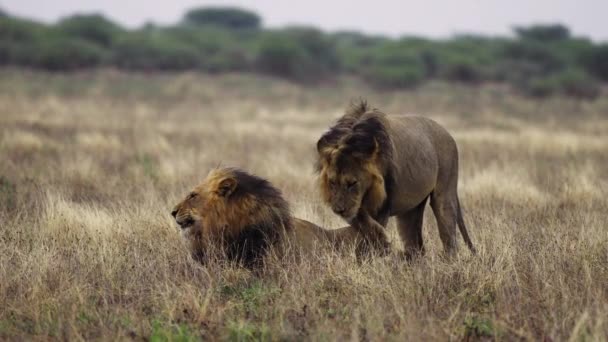 Dark Old Male Lion Licking His Brother Bush Botswana — Video Stock