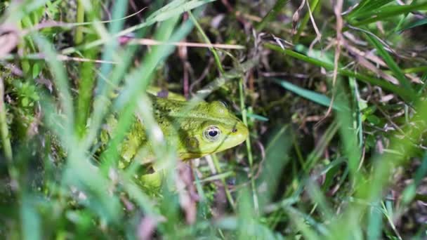 Green Frog Hiding Dense Wet Grass Close Handheld View — Stockvideo