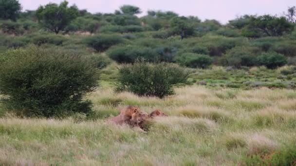 Three Male Young Lions Cuddling Grass Windy Day Central Kalahari — Video Stock