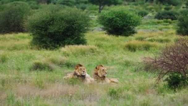 位于卡拉哈里中部保护区的博斯特瓦纳丛林里 两只雄性轻狮在放松自己 — 图库视频影像
