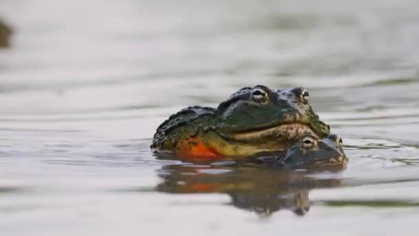Aggressive Male African Bullfrog Climbs Top Female Bullfrog Pond Mating — Vídeo de Stock