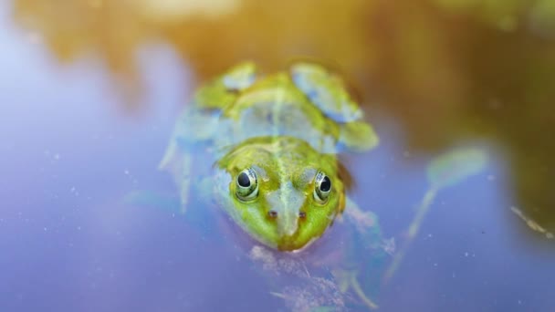 Крошечная Лягушка Плавающая Над Зелеными Водными Растениями — стоковое видео