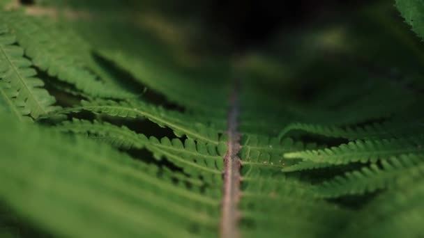 Macro View Vibrant Green Fern Branch Dolly Backward Shot — Stockvideo