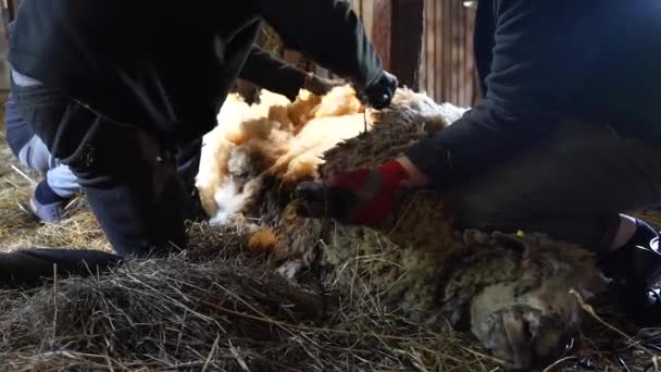 Farmers Holding Shearing Sheep Electric Tool Static View — 图库视频影像