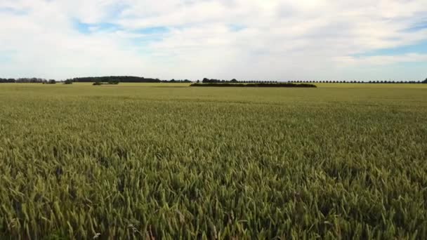 Monoculture Grain Field Organic Biological Cultivation Marvelous Aerial View Flight — Vídeo de Stock