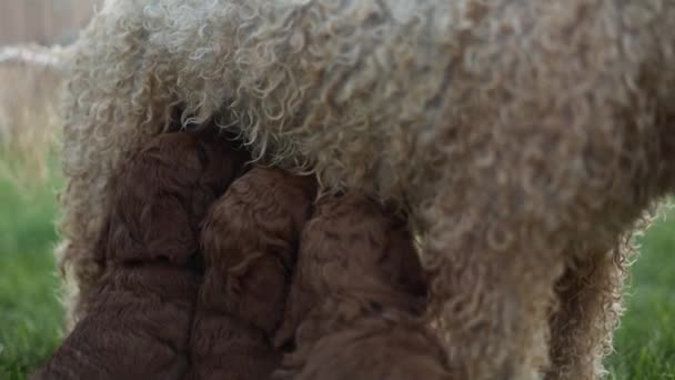 Mother Dog Feeding Nursing Litter Newborn Doodle Puppies — Vídeo de Stock