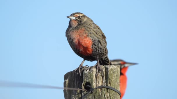 Pair Long Tailed Meadowlarks Leistes Loyca Standing Post Sunny Day — Video