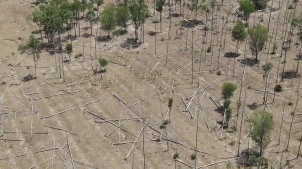 Αποψίλωση Των Δασών Στο Κουίνσλαντ Της Αυστραλίας Αεροφωτογραφία Πάνω Προς — Αρχείο Βίντεο