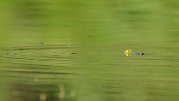 Частично Погруженная Лягушка Глаза Над Уровнем Воды — стоковое видео
