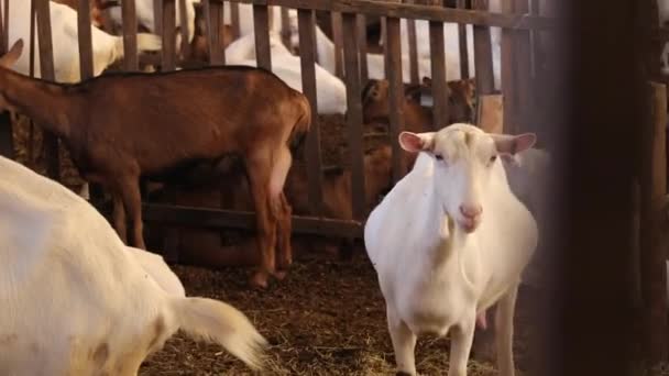 Panoramic Shot Goats Corral Close Gimbal — Stockvideo