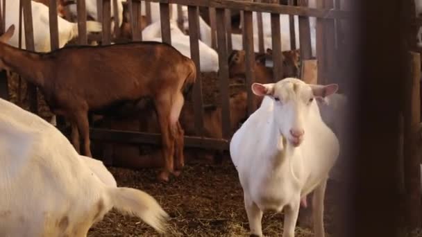 Panoramic Shot Goats Corral Close Gimbal — Stok video