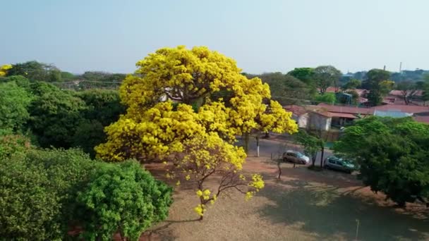 Aerial Flying Backwards Circling Yellow Ipe City Golden Trumpet Tree — Stockvideo