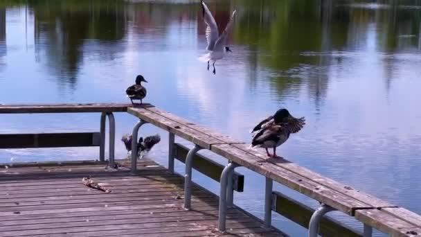 Černohlavý Racek Mallard Kachny Dřevěné Lavičce Létat Jezeru Plavat Zavřít — Stock video