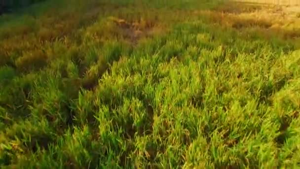 Беспилотник Летящий Близко Земле Над Пышным Зеленым Рисовым Полем Открывает — стоковое видео