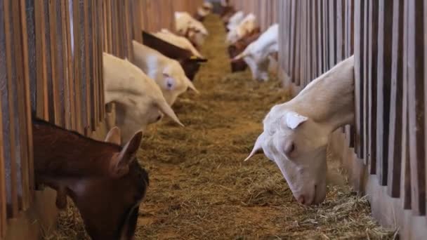 Close Pan Tilt Goats Feeding Corral Shallow Focus — Wideo stockowe